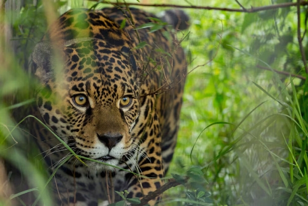 El yaguareté es el felino más grande del continente. Foto: Gentileza Parques Nacionales