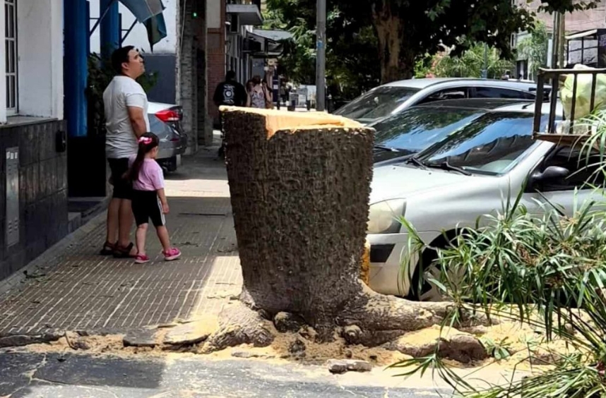 Foto: Basta de Mutilar Nuestros Árboles