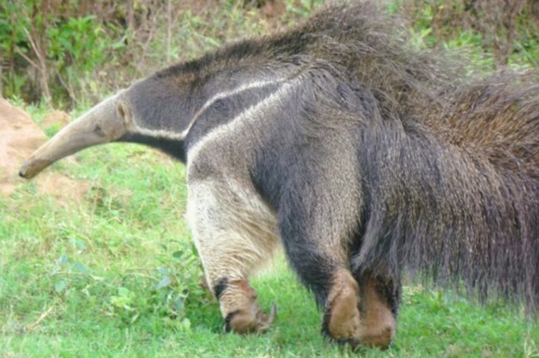 Oso Hormiguero Gigante Perros de cazadores lo lastimaron y debieron pagar 300 mil pesos. Prensa -