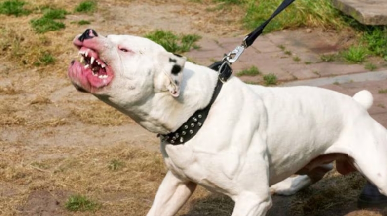 Perros potencialmente peligrosos. Dos dogos propiedad de José Nieto terminaron con la vida de Trinidad, una niña de 15 años, el 9 de julio de 2023. Redes