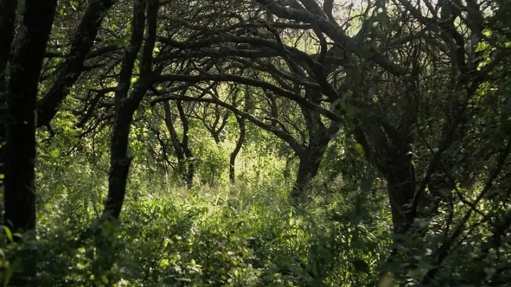 La reserva permite recorrer el monte y conocer especies nativas.
