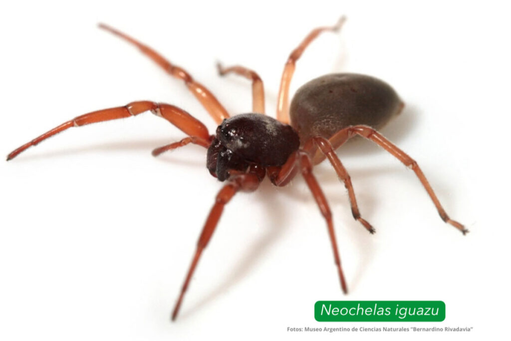Foto: Gentileza Museo-Argentino-de-Ciencias-Naturales-Bernardino-Rivadavia