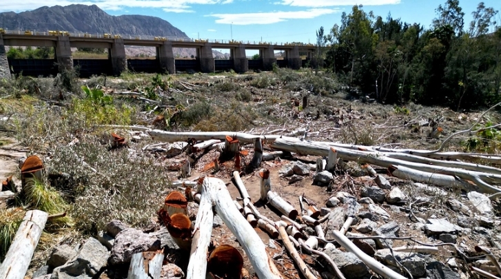 La medida cuenta con resolución ambiental y conserva las raíces de los ejemplares para proteger el terreno contra la erosión. Fotos: Sergio Leiva - DIARIO HUARPE