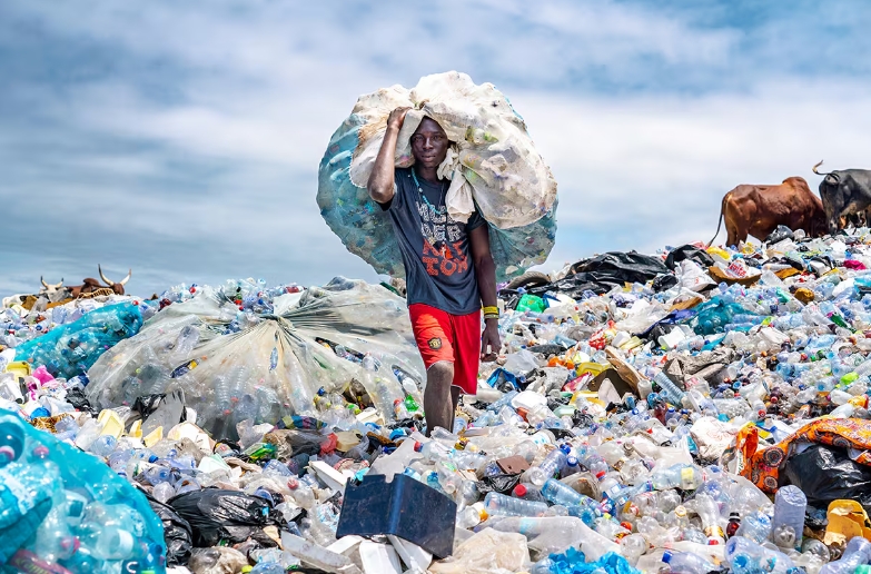 Según los registros del proyecto, el 60% de los participantes individuales eran mujeres, que encontraron en la recolección una actividad económica complementaria. Foto: un.org