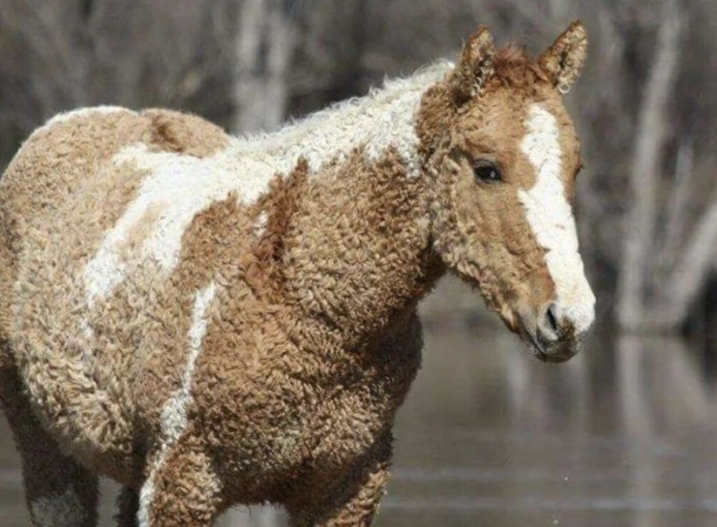 Conocidos como Criollos Crespos, estos caballos tienen un pelaje enrulado y una genética única